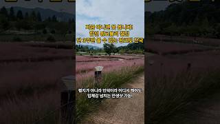 지금 아니면 못 봅니다! 합천 핑크뮬리 절정 단 3주만 볼 수 있는 핑크빛 천국 #부산근교 #부산여행 #핑크뮬리