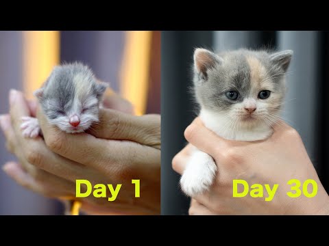 猫が子猫になるまでの期間はどれくらいですか?