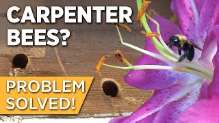 How to Get Rid of Carpenter Bees: Stop Damage without Traps (Making Friends w/ Garden Pollinators!)