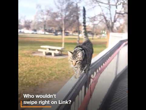 These two adventurous cats are best friends!