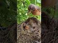 Robin feeds baby bird then eats its poop