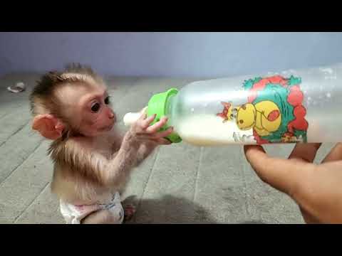 Baby Monkey Chaly Drink Milk With Big Bottle In Nihgt.