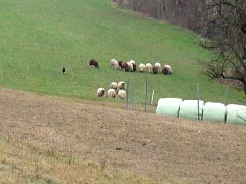 Working sheepdog Zony fetching sheep