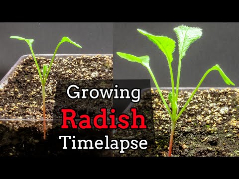 Growing Radish from Seed - Fail (15 Days TimeLapse)
