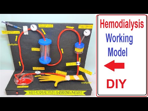 kidney working model 3d with stand for science fair exhibition urinary system craftpiller