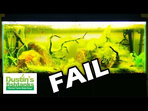 NO FILTER On FAIL! No Maintenence Fishtank FAIL part 2