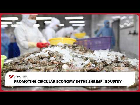 越南今日：推動蝦業循環經濟！🦐♻️ (Promoting circular economy in the shrimp industry | Vietnam Today)