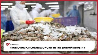 Promoting circular economy in the shrimp industry | Vietnam Today