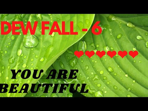 Dewfall 6   You are beautiful