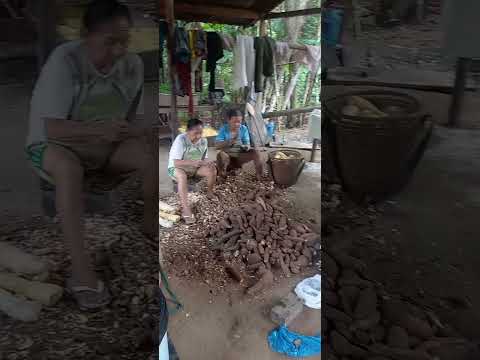 sítio santo Alberto, em Santa Isabel do Rio negro