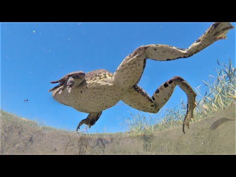 Frogs under water / Frösche unter Wasser