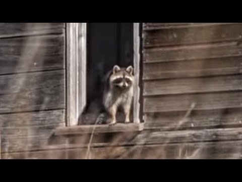 Raccoon Challange...How Close Can We Call Them In??? - Kansas Raccoon Hunting