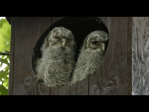 187. macskabagoly: az új generáció