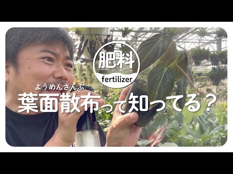 マンモスの葉、グンネラ 植物