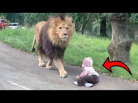¡ANIMALES SALVAJES ATRAPADOS SIENDO AMIGABLES!