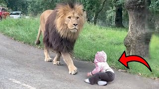 ¡ANIMALES SALVAJES ATRAPADOS SIENDO AMIGABLES! MQDEFAULT Thumbnail