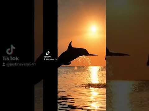 h20 just add water theme song cover version 2