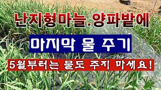 [텃밭농부 1,857]  난지형마늘과 양파밭에 마지막 물주기. 5월부터는 물도 안준다! #마늘재배 #양파재배