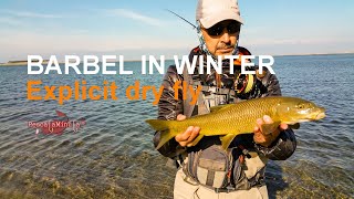 Winter Barbels - Explicit dry fly
