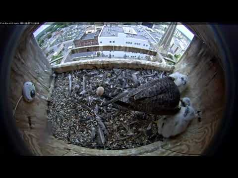 May 27 2021 Morning Feeding 1114AM