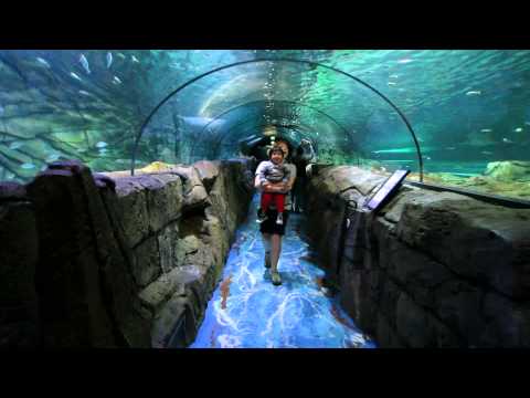 Sealife Sydney Aquarium II | Visit Sydne