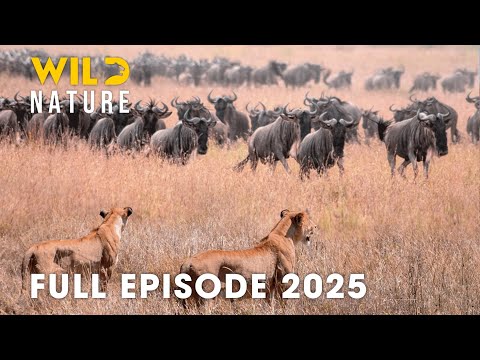 Wild Animals | TRAILS OF SURVIVAL - Untold Migrations of the Savanna Wild | Wild Nature