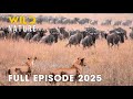 Wild Animals TRAILS OF SURVIVAL Untold Migrations Of The Savanna Wild Wild Nature
