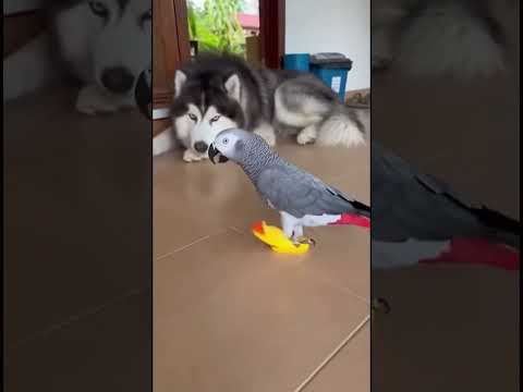 Doogy ke New Shoes 👟 🐕🤣