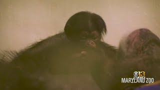 Chimpanzee Born At The Maryland Zoo
