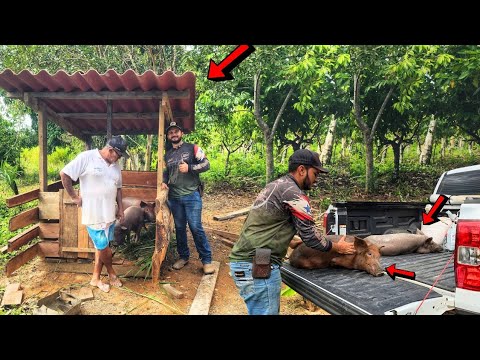 CONSTRUIMOS O CHIQUEIRO DA FAZENDA E GANHAMOS UM PORCO NOVO @amandaataide18 