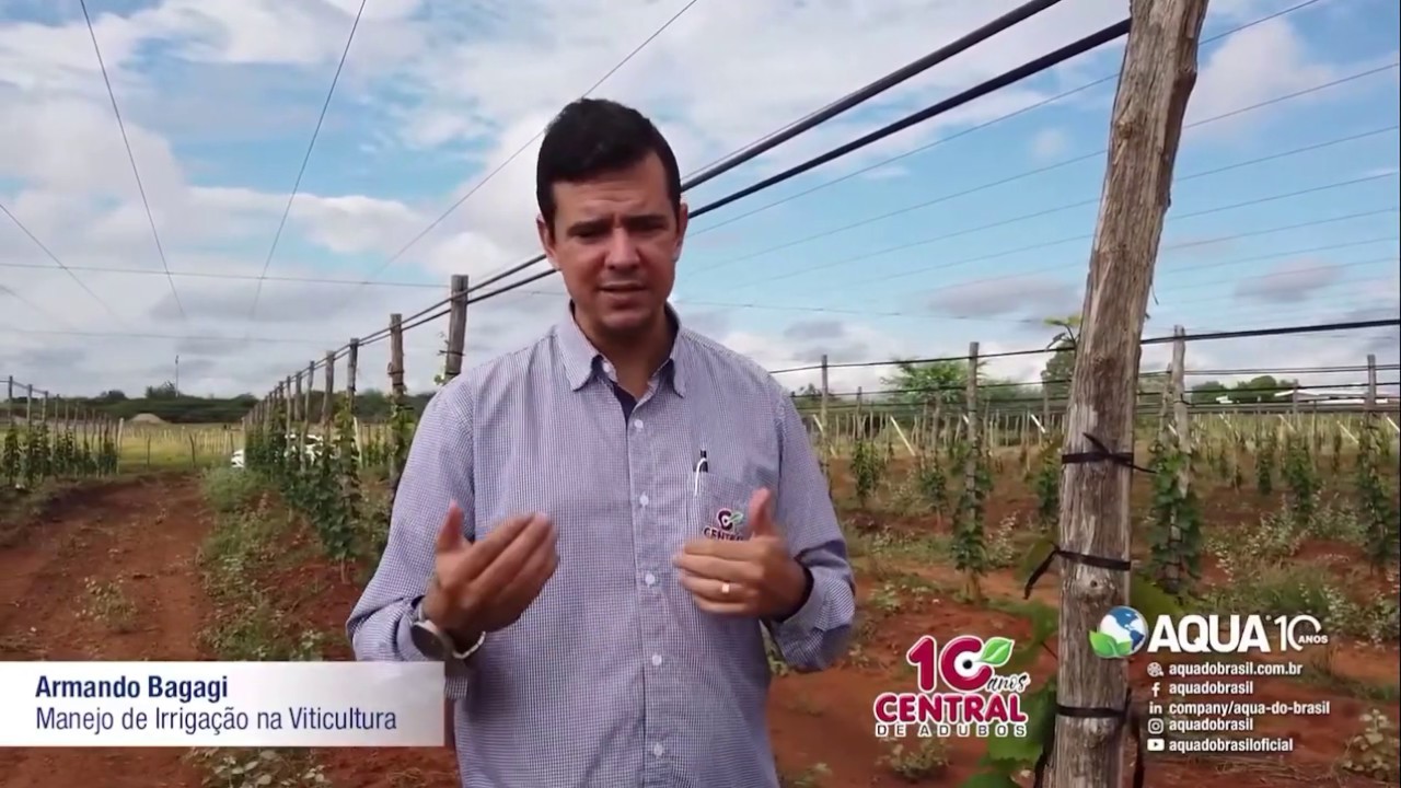 Manejo da Irrigação na Cultura da Uva 🍇