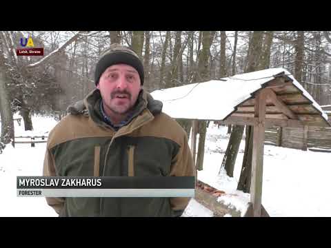 Winter Wildlife in the Carpathians