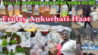 Friday Ankurhati Fish Market | Ankurhati Pet Market | Aquarium Fish Market Howrah | Fish Market 