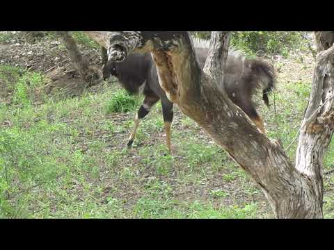 Nyala bull doing a lateral display