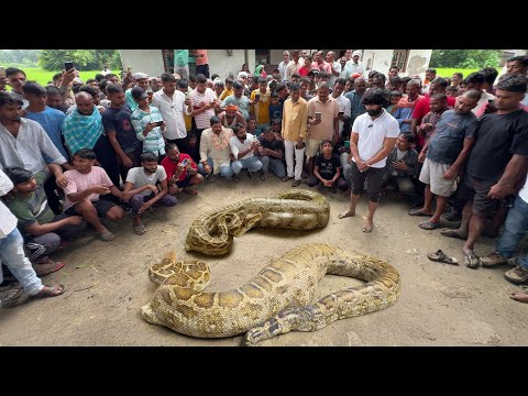 जब किसान के खेत में मिला अजगर सांप और देखिए कौन से जीव को जिंदा निगल गया था।😱 Rock Python Rescue