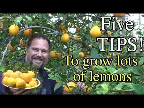 , title : '5 Tips How to Grow a Ton of Lemons on One Tree'