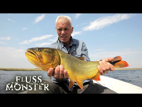 Der tödliche Dourado: Auge in Auge mit einem großartigen Wasserkämpfer | S6 E05 | Fluss Monster