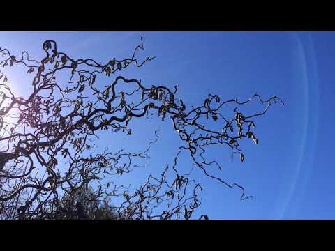 Corkscrew Hazel (Corylus avellana 'Contorta') - branches - March 2018