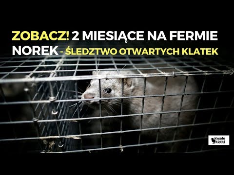 Bądź gentelmanem kup żonie norki...