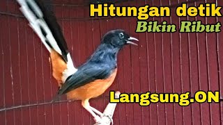 Download lagu Pancingan Murai batu  Hitungan detik Bikin ribut Pasti Langsung ON mp3 Download lagu Pancingan Murai batu  Hitungan detik Bikin ribut Pasti Langsung ON mp3