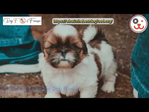 Is Cesar Dog Food Good for Shih Tzu? A Comprehensive Guide
