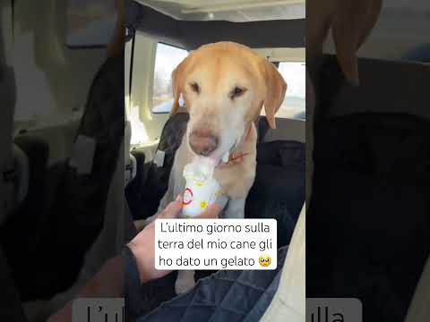 #ultimo giorno di vita del mio #cane 😟#cani #amicizia #amore #rip #addio #morte #fedeltà #triste
