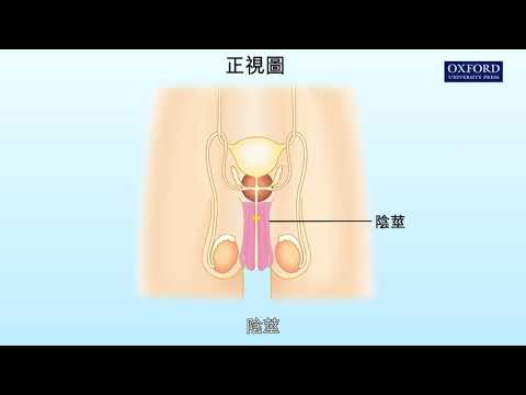 男人生殖系統