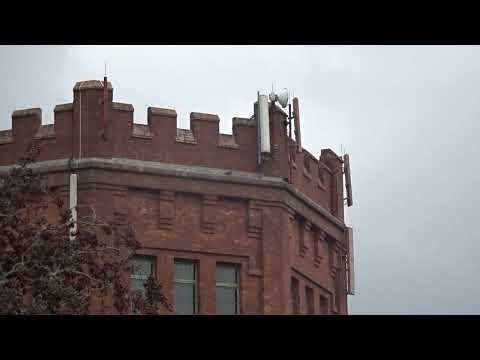 Racing Pigeon Vs Peregrine Falcon