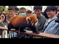 Radiant Red Panda Captivating Viewers