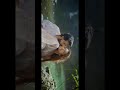 Maaran Song Kudukku 2025 Whatsapp Status HD Video