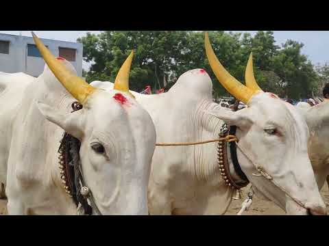 The Biggest Killari Bulls// Maharashtra Killari Bulls