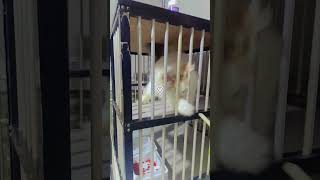 Download lagu :33 kitty mp3 Download lagu :33 kitty mp3