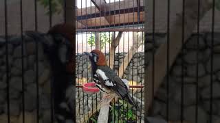 Download lagu Anis Kembang Ngeplong Gacor di pagi hari, apapun burung anda pasti ikutan nyaut mp3 Download lagu Anis Kembang Ngeplong Gacor di pagi hari, apapun burung anda pasti ikutan nyaut mp3