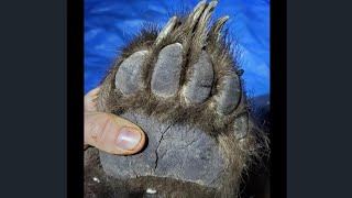 Bears. Lyle Lovett cover